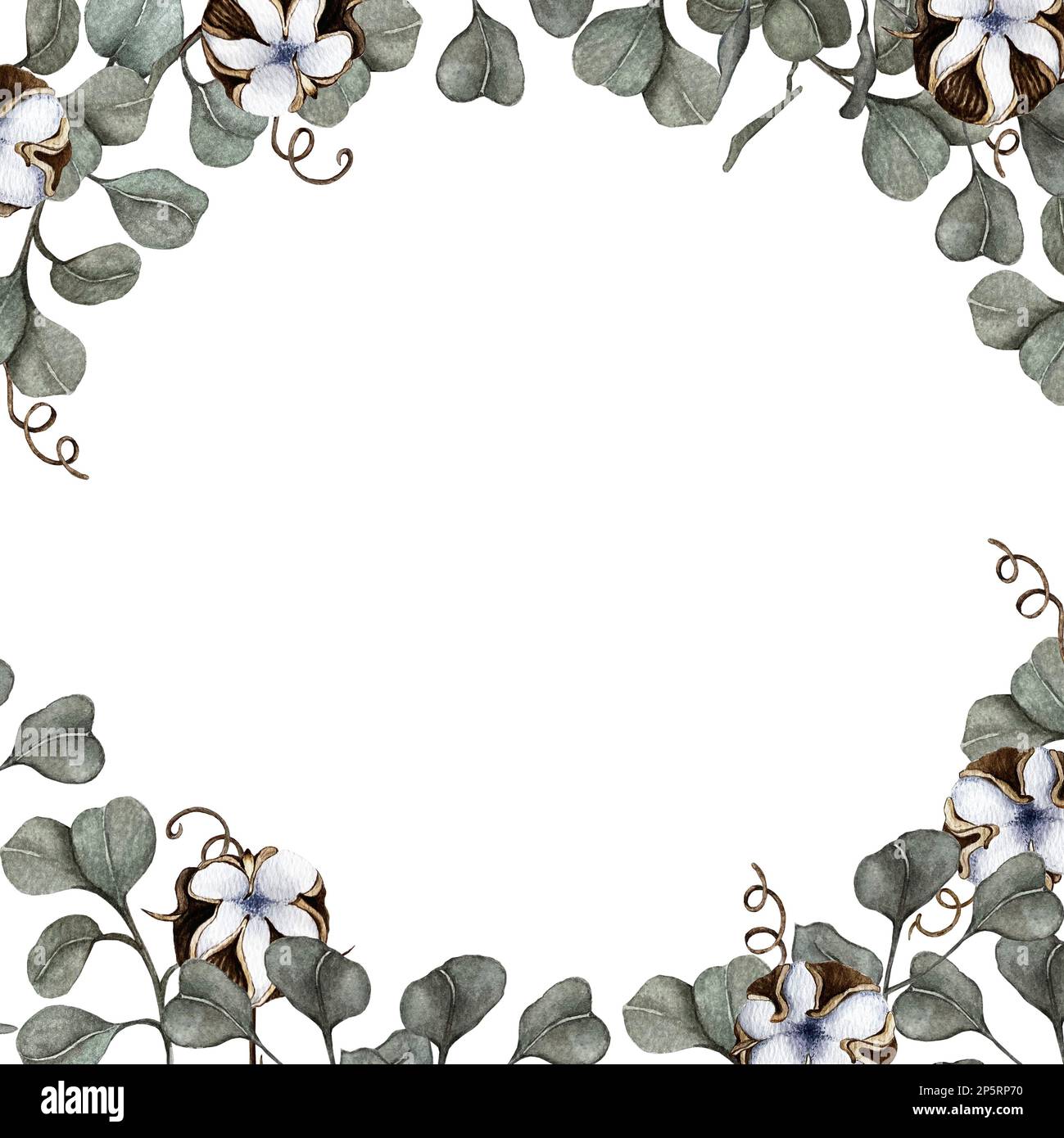 Natural eucalyptus branch flowers hires stock photography and images
