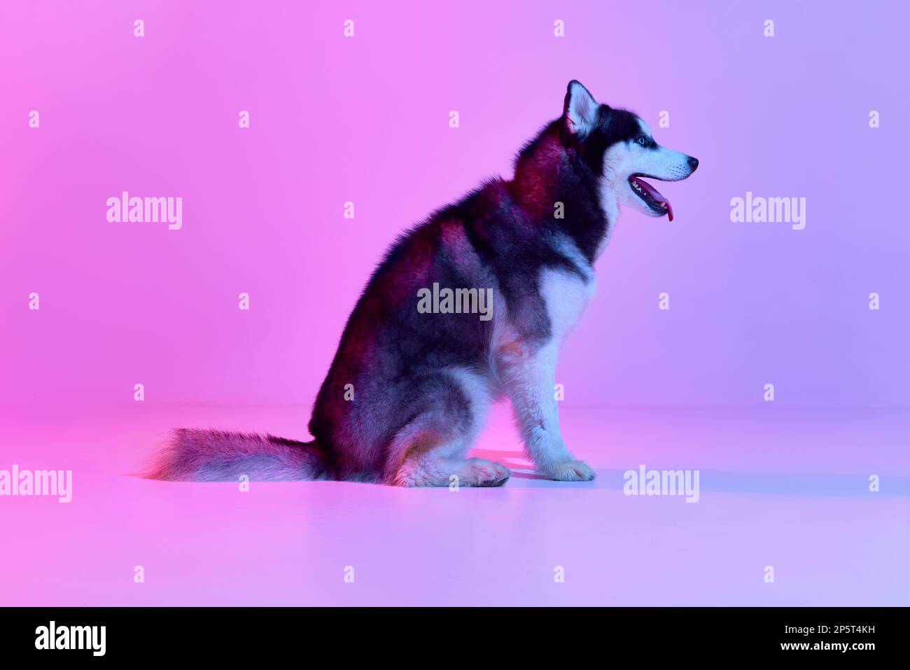 Profile view of groomed puppy of Husky dog sitting on floor and looking at side isolated on pink-purle background in neon light. Pet looks groomed Stock Photo