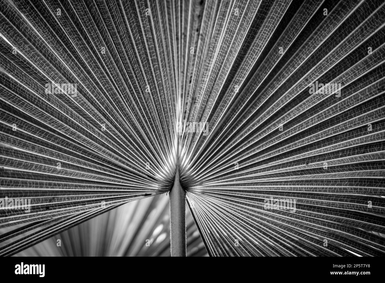 Selective shallow focused black and white abstract fractal floral view of palm leaf Stock Photo