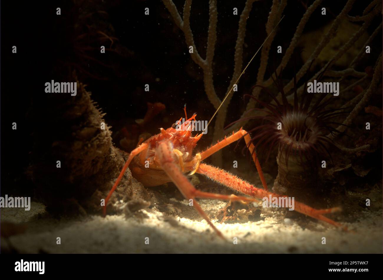 Munida rugosa – rugose squat lobster Stock Photo