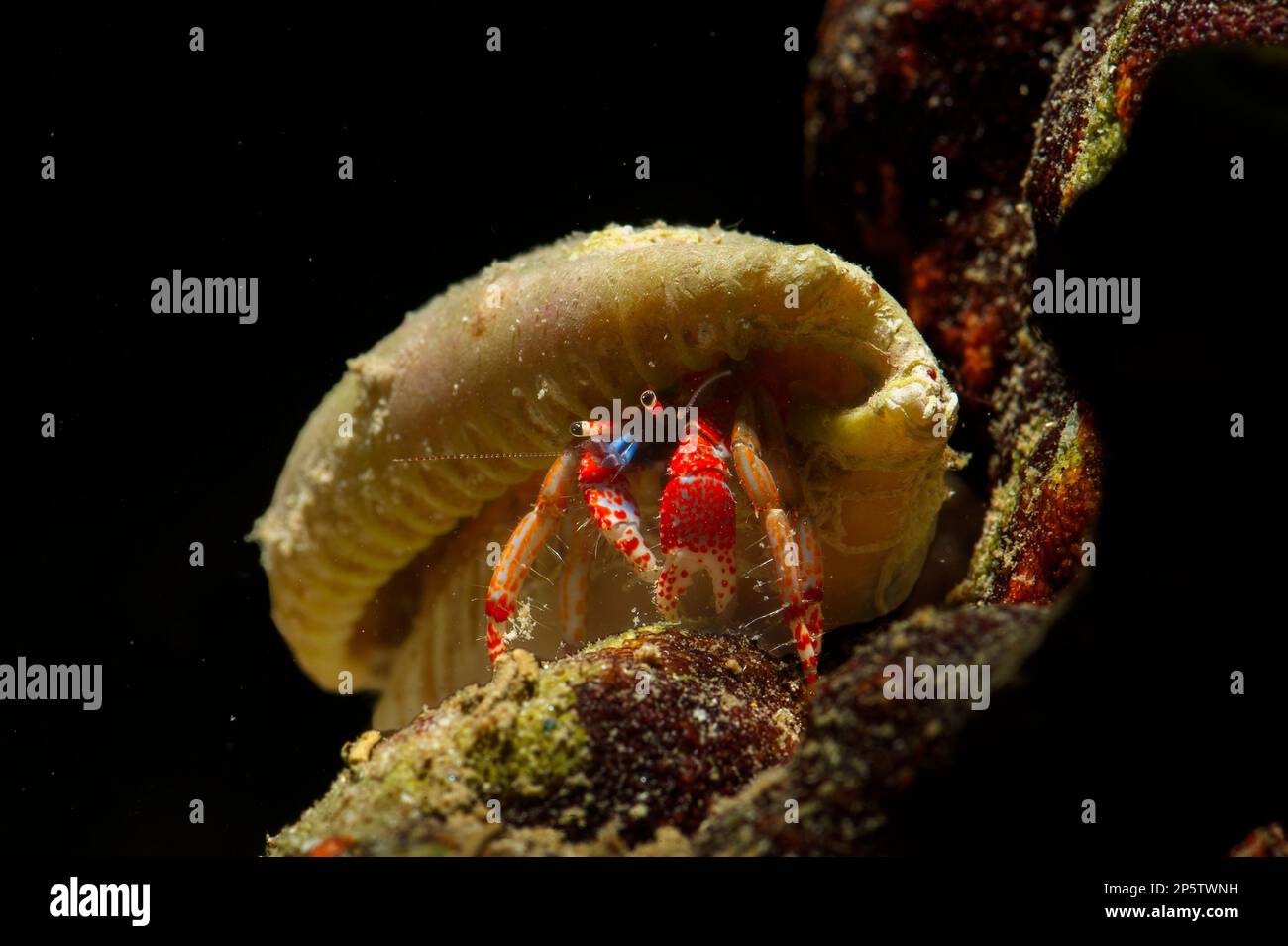 Mediterranean Hermit Crab (Calcinus tubularis) - An interesting hermit crab that inhabits both mobile gastropod shells and fixed gastropod tubes. The Stock Photo