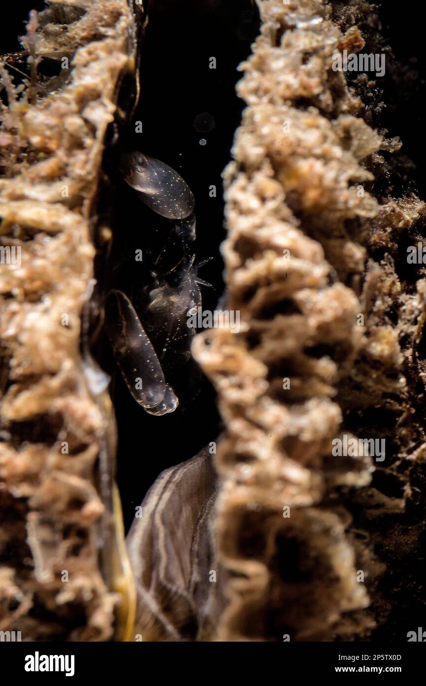 PONTONIA PINNOPHYLAX, GAMBERETTO DELLE NACCHERE. Porto Ferro N Sardegna Stock Photo