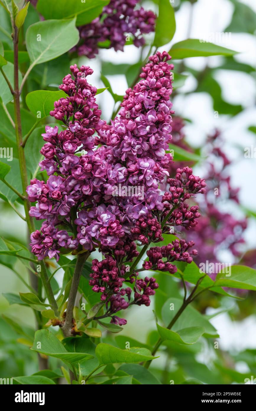 Syringa vulgaris Charles Joly, lilac Charles Joly, deciduous shrub, panicles of deep red-purple, double flowers Stock Photo