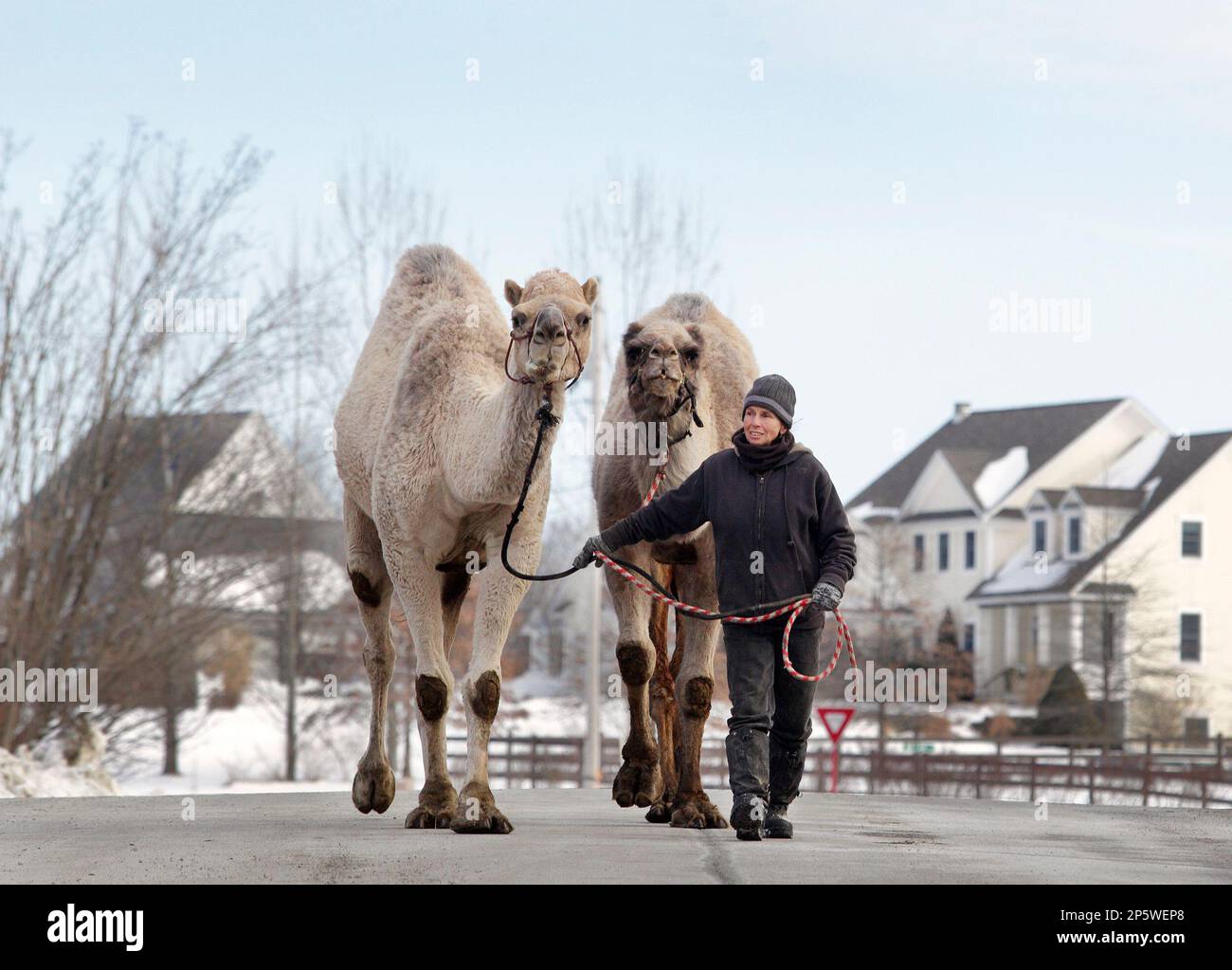 Bambi Brook of the Sanctuary for Animals walks camels Ted, left, and Azuri  on William Lain Road in Westtown, N.Y., on Wednesday, Jan. 2, 2013. The  camels returned from Radio City Music
