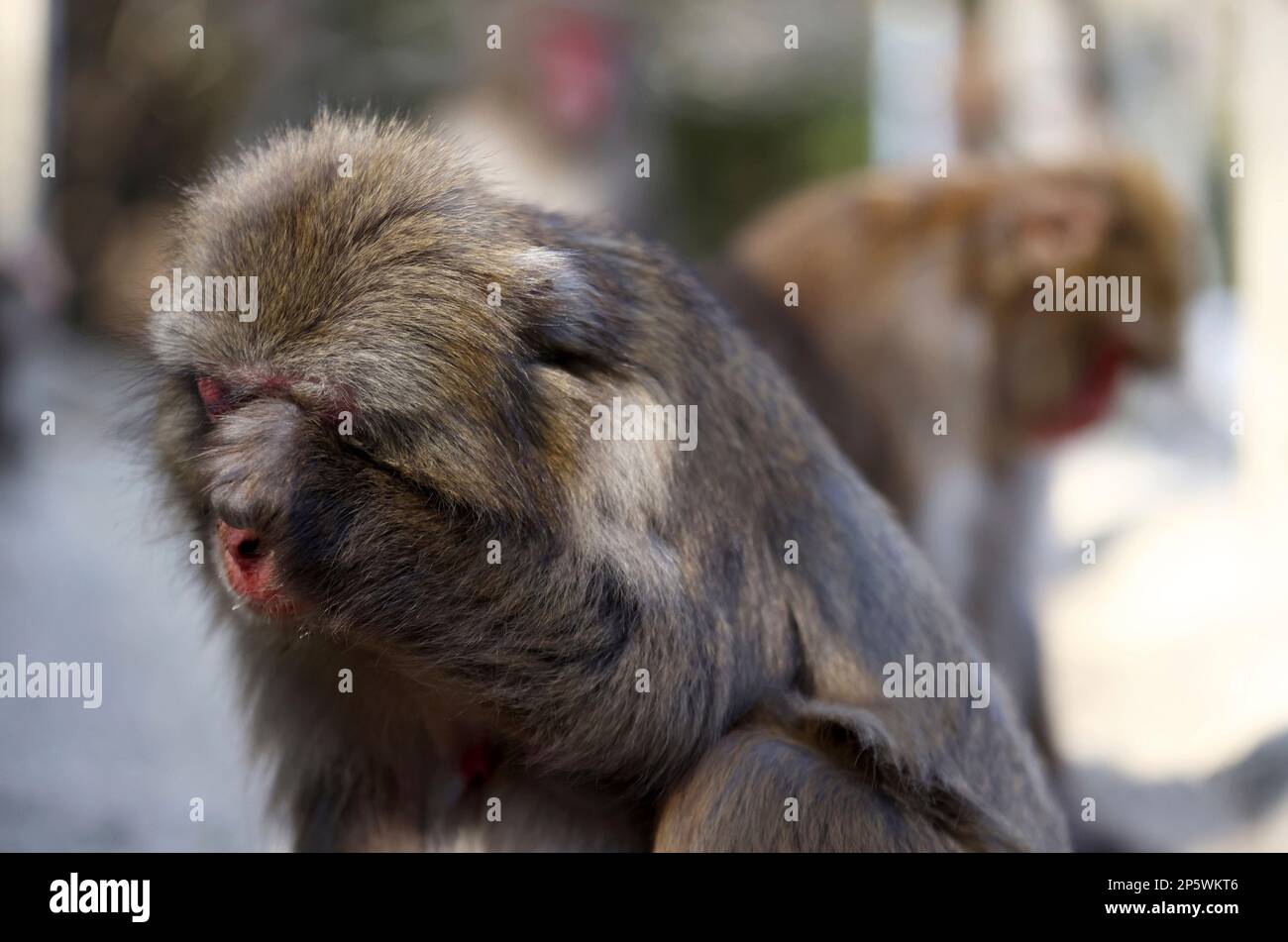 A Japanese macaque monkey scratches itchy face skin suffering from hay