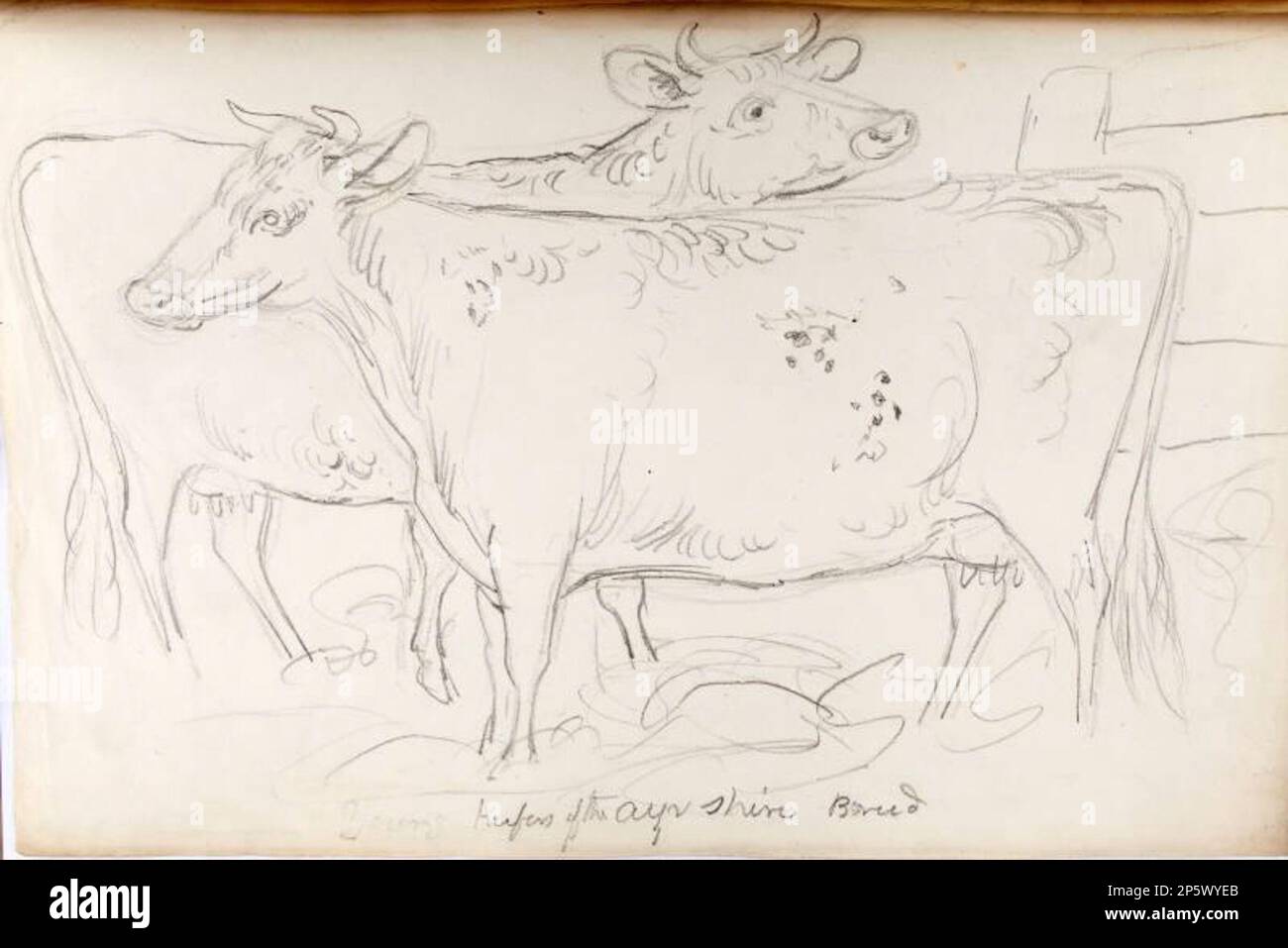 Two Heifers of Ayrshire Breed, James Howe (Stirling, Scotland, 1780 - 1839) 1825-1839 Stock Photo