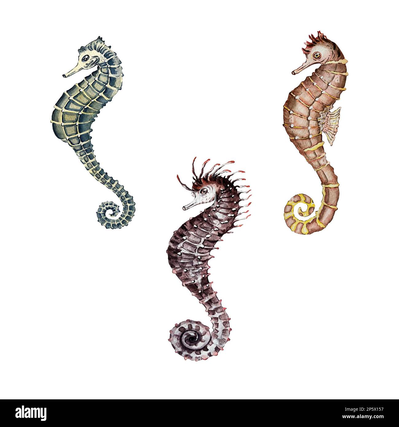 seahorse couple tattoo watercolorTikTok Search