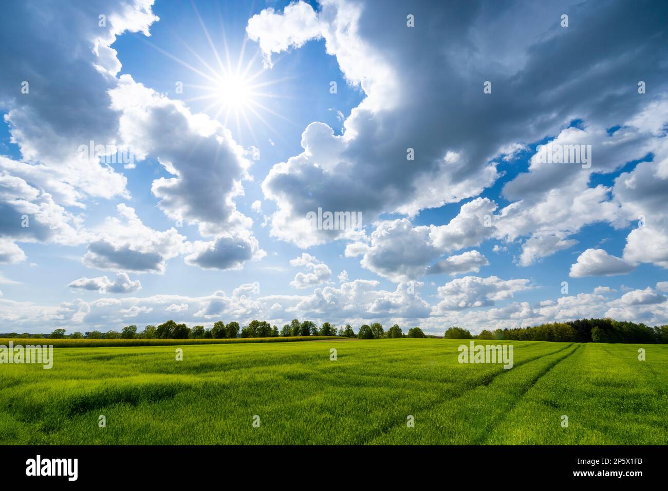 Grüne Wiese im Sommer mit blauem Himmel in Bayern, Green meadow in summer with blue sky in bavaria Stock Photo
