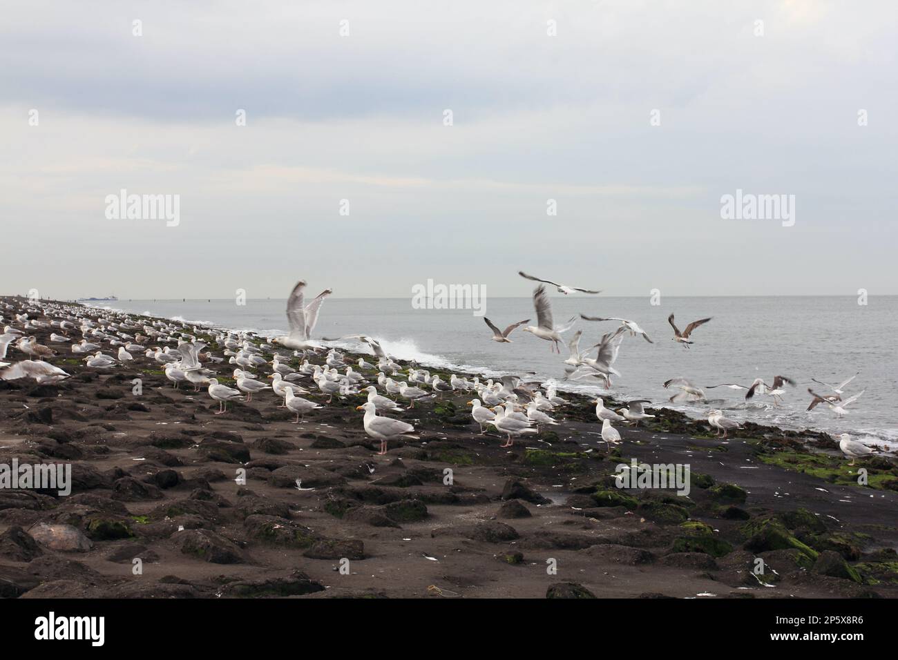The European herring gull (Larus argentatus) is a large gull. One of the best known of all gulls along the shores of western Europe, it was once abund Stock Photo