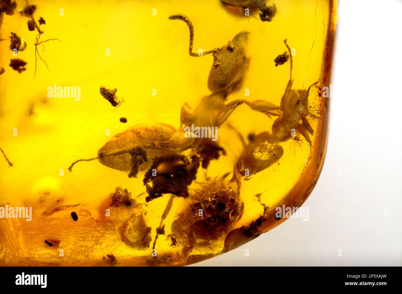 Prehistoric ant preserved in Baltic Amber - from Lithuania Stock Photo