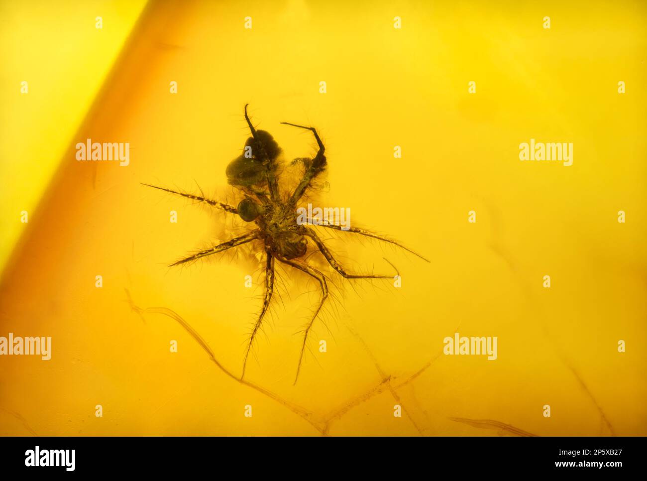 Small prehistoric spider preserved in Baltic Amber - from Lithuania Stock Photo