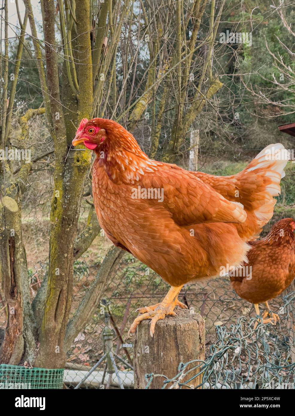 Farm coop hi-res stock photography and images - Page 14 - Alamy