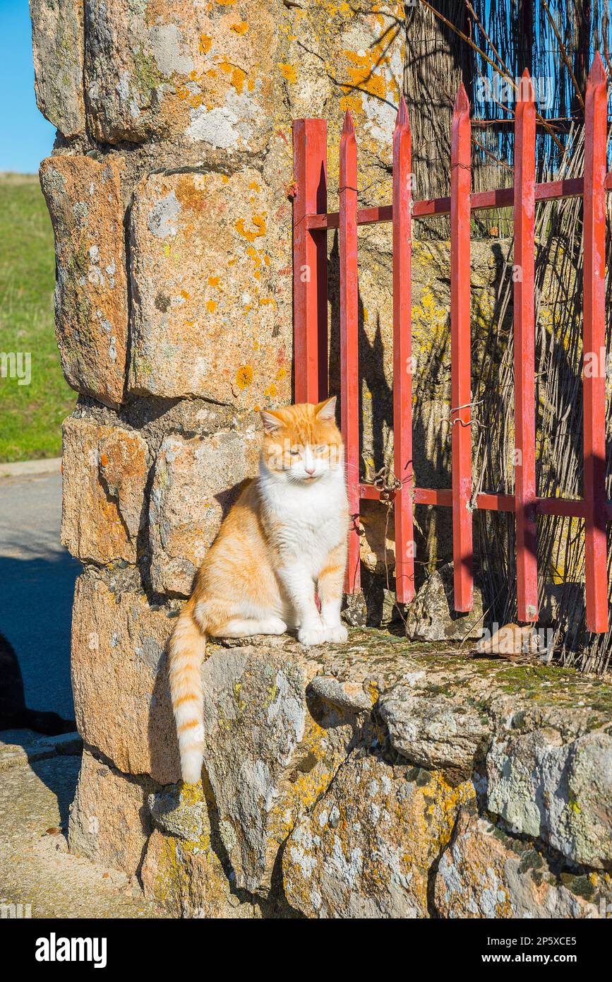 Tabby and white cat in the street Stock Photo - Alamy