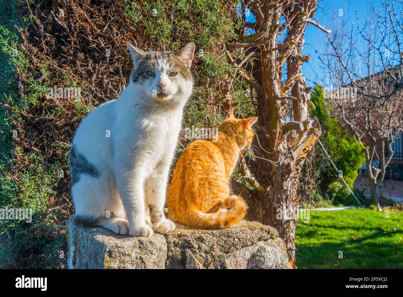 Two tabby and white cats sunbathing. Stock Photo