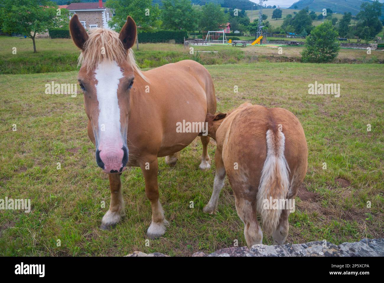 Mare and colt. Stock Photo