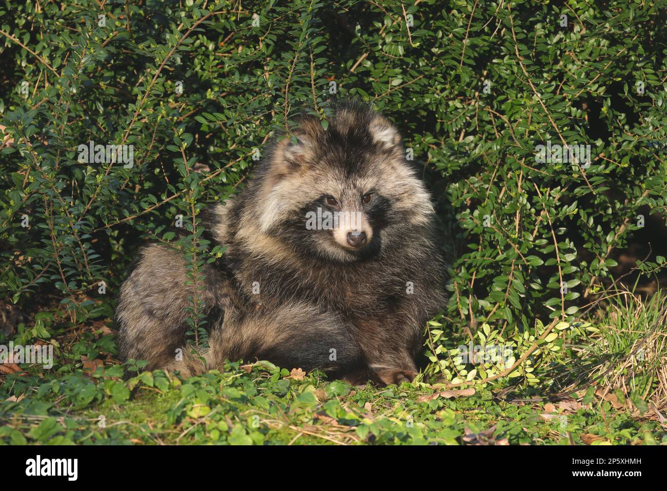 raccoon dog (Nyctereutes procyonoides), sitting in the shrubbery, front view, Germany Stock Photo