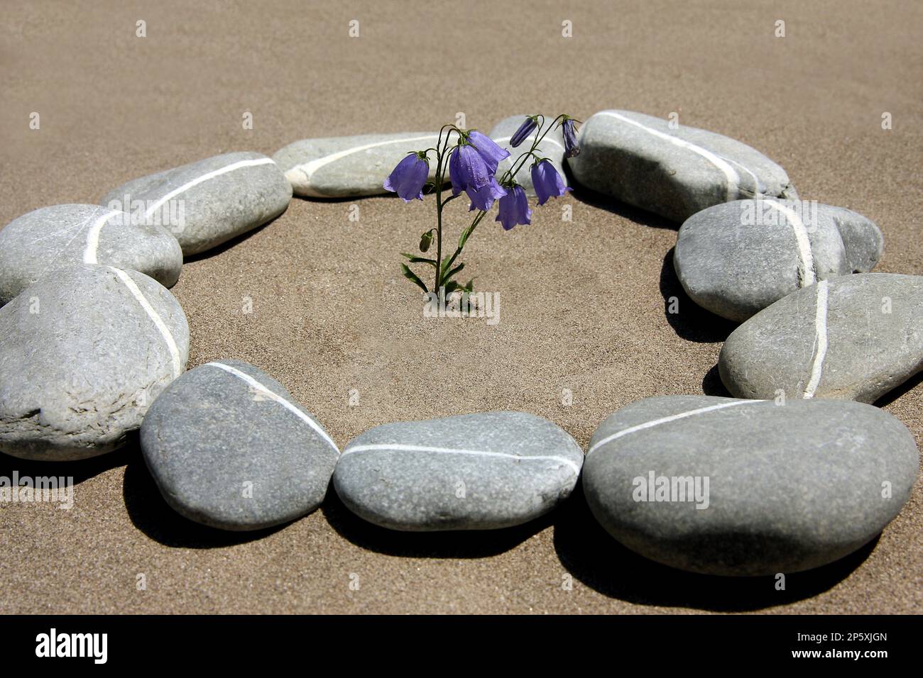 Fairies' thimbles, Fairy Thimble (Campanula cochleariifolia, Campanula cochlearifolia), stone circle on sand made of stones with white stripe, Stock Photo