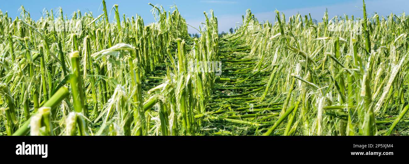 Hail storm and heavy rain destroyed a maize field Stock Photo