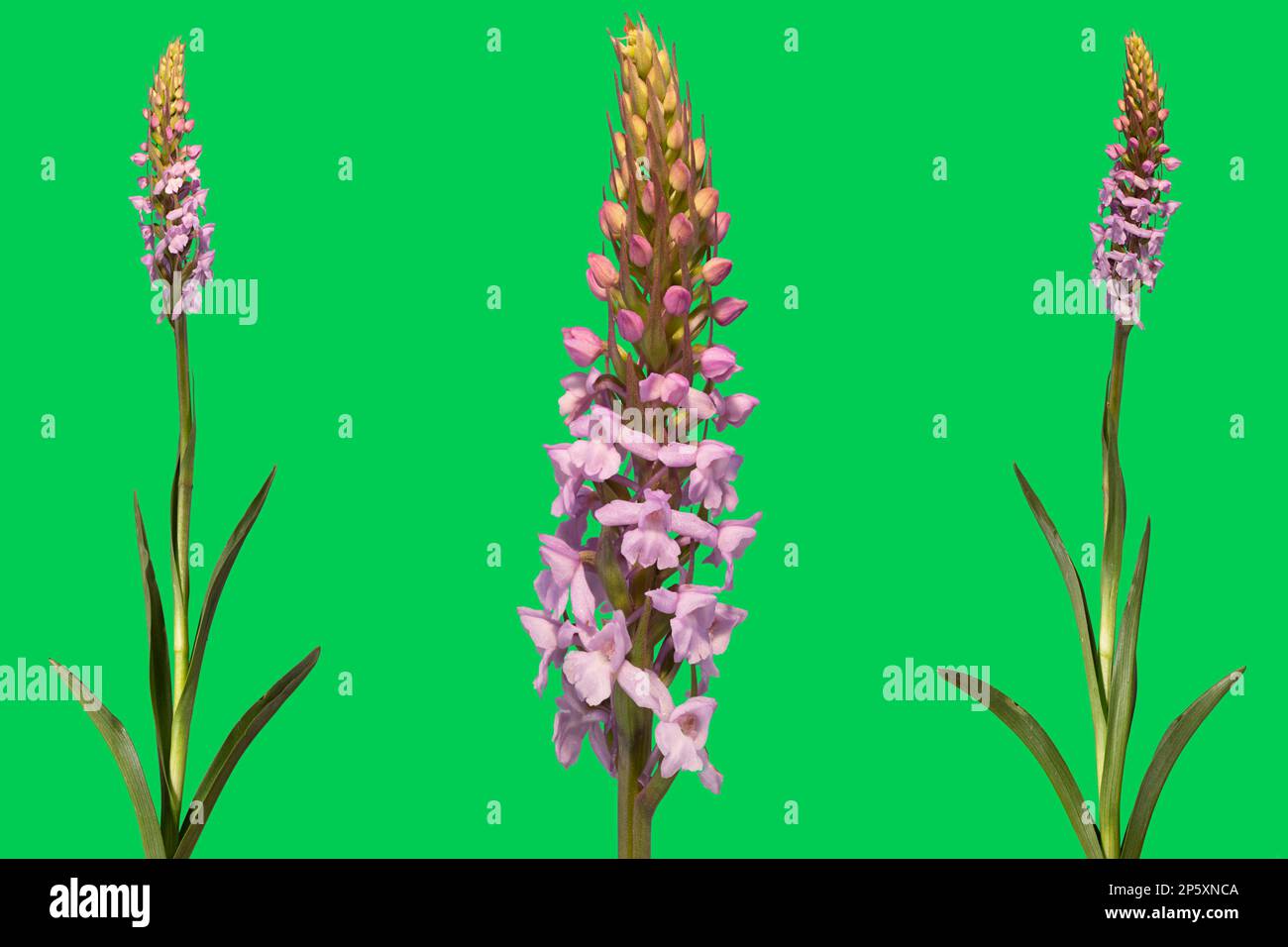 Fragrant orchid (Gymnadenia conopsea), blooming, different plants, composing, Austria Stock Photo