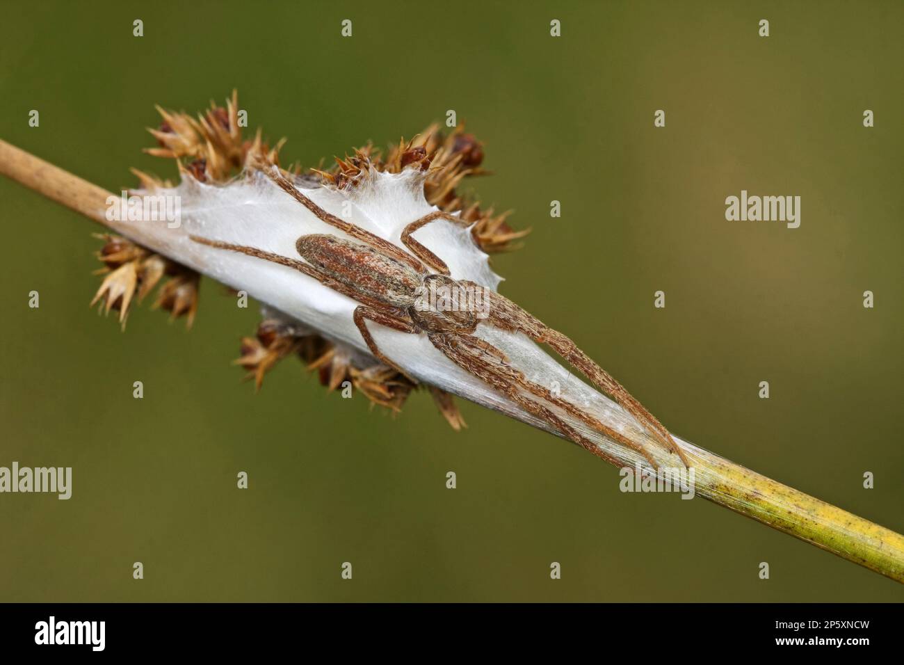 running crab spider, philodromid, philodromid spider (Tibellus oblongus ...