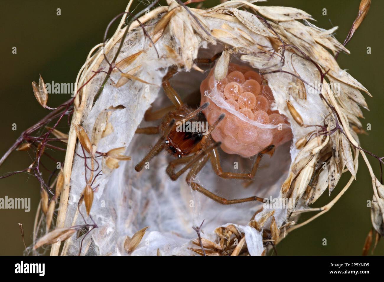 twoclawed hunting spider, sac spider (Cheiracanthium erraticum), open