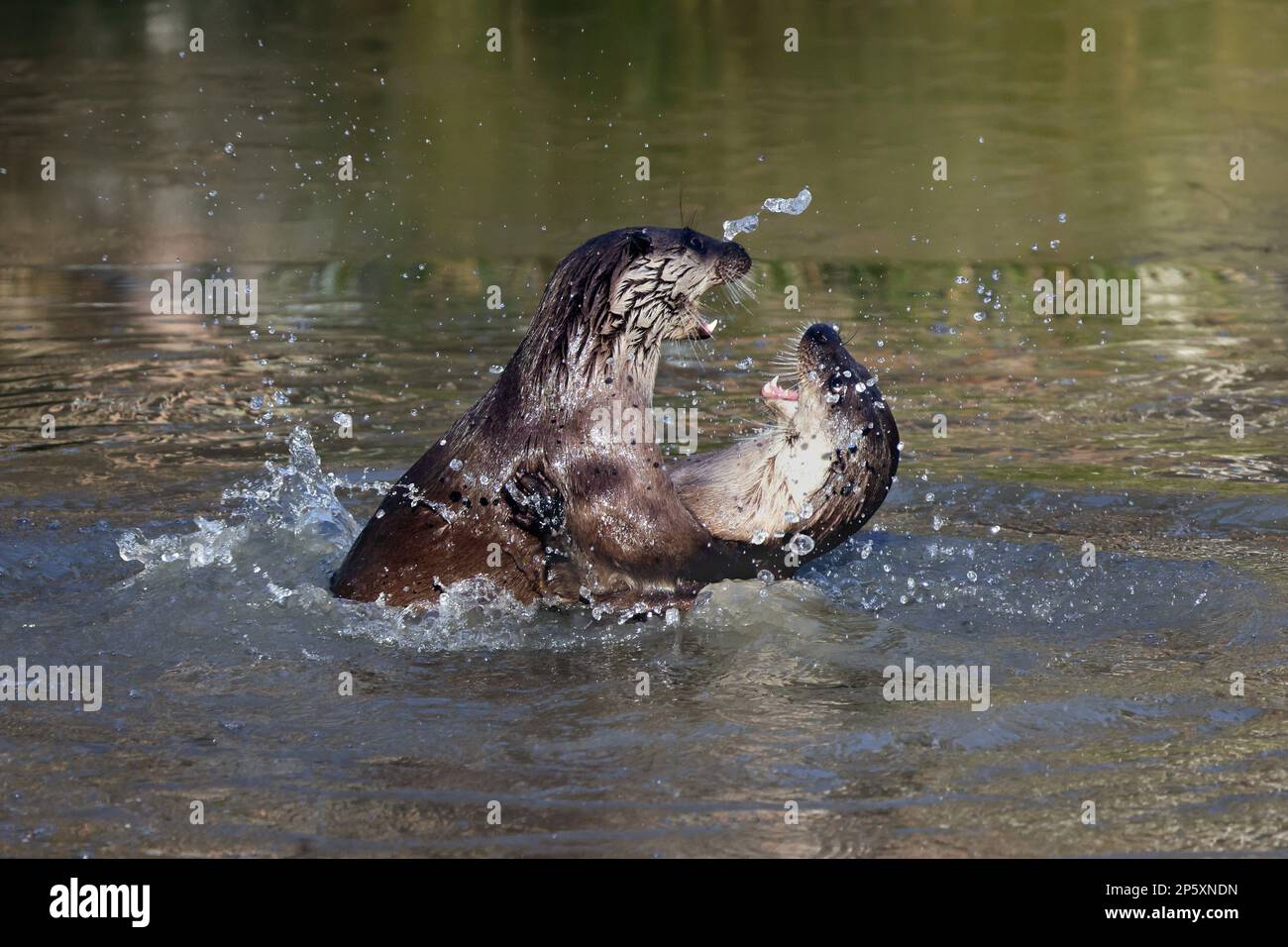 European river otter, European Otter, Eurasian Otter (Lutra lutra), two otters romping in the water, side view, Germany Stock Photo