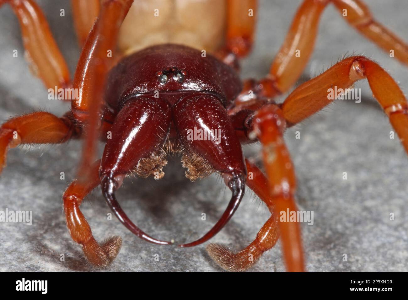 Woodlouse Spider (Dysdera crocata, Dysdera rubicunda), head with chelicera, Germany Stock Photo