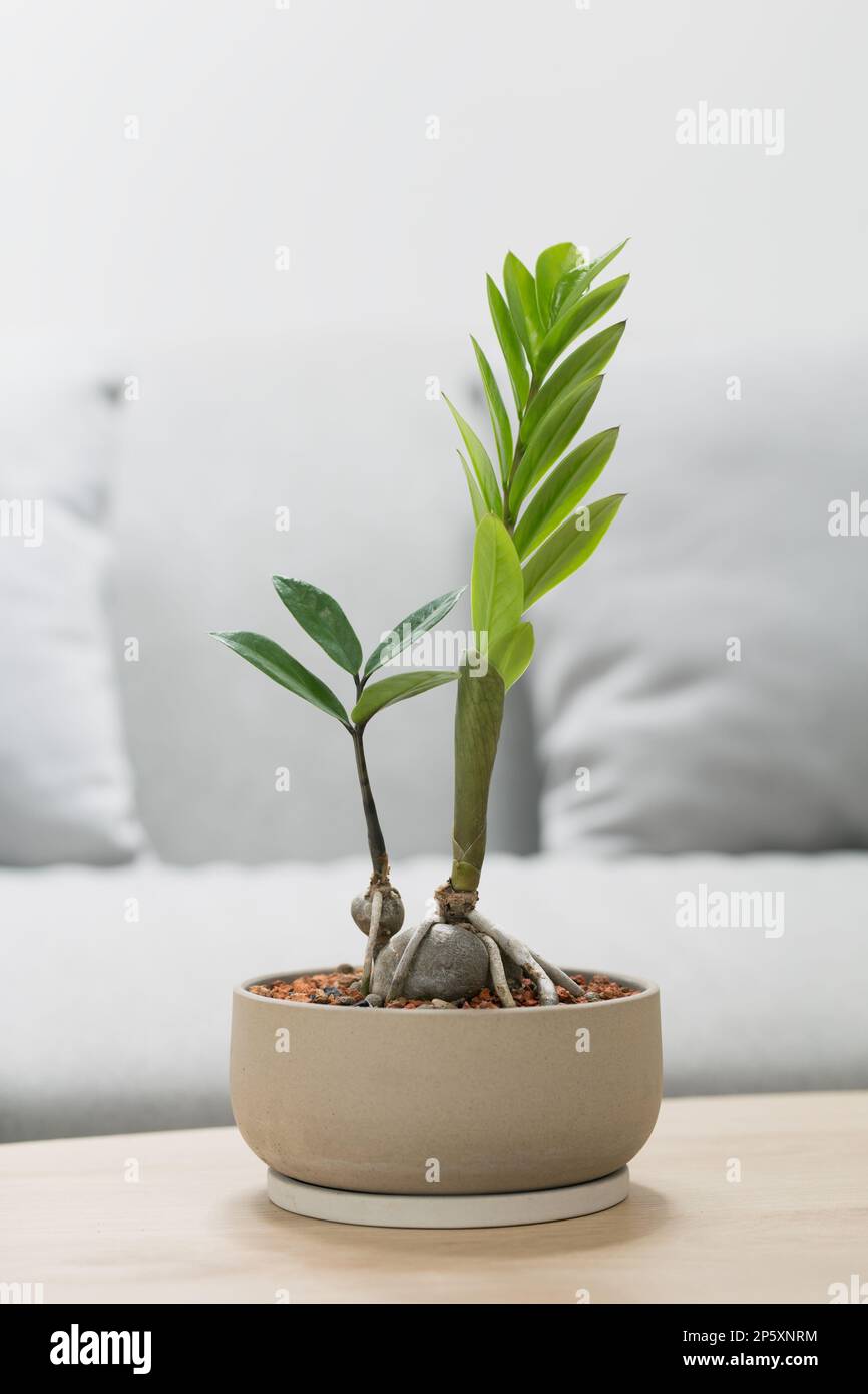 succulents buy in bulk Succulent Set of 20