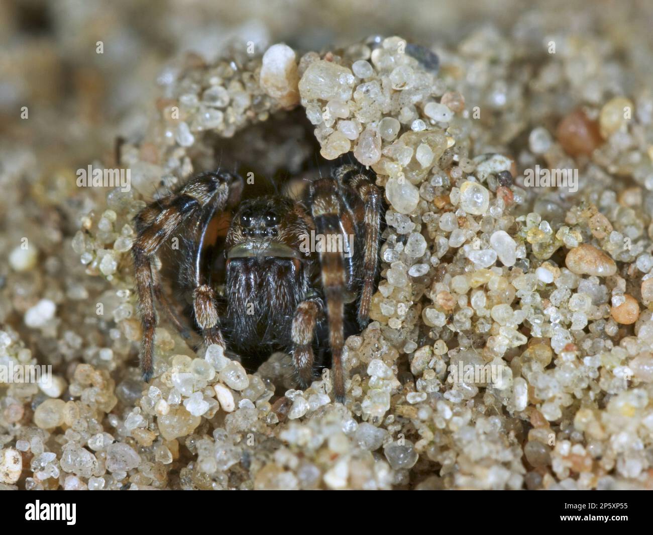 Sand bear spider, Sand bear wolf spider (Arctosa perita), looking out ...