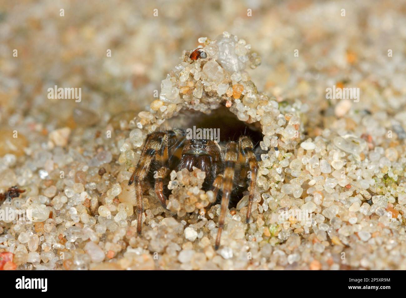 Sand bear spider, Sand bear wolf spider (Arctosa perita), looking out ...