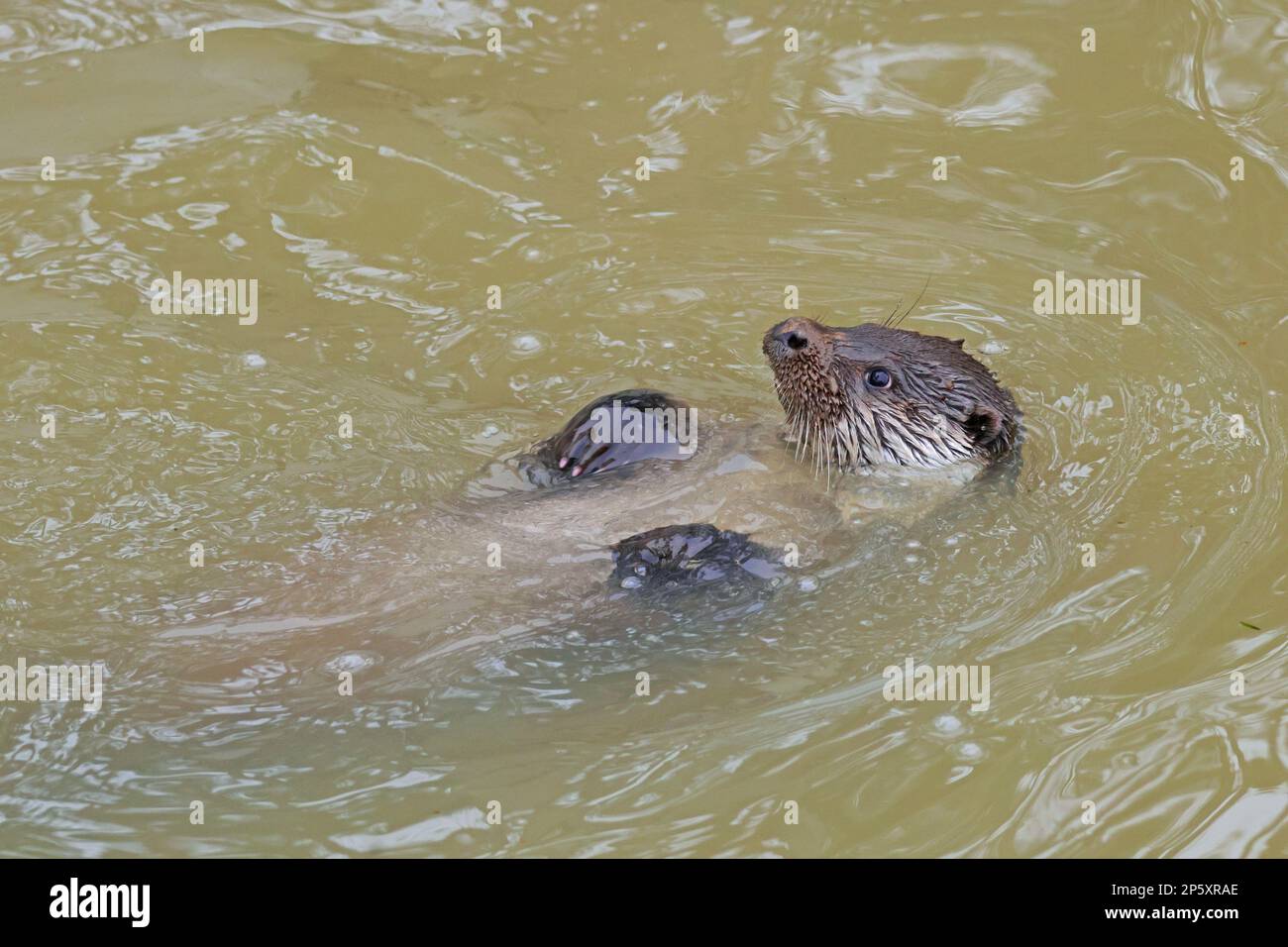 European river otter, European Otter, Eurasian Otter (Lutra lutra), swimming on its back in the water, side view, Germany Stock Photo