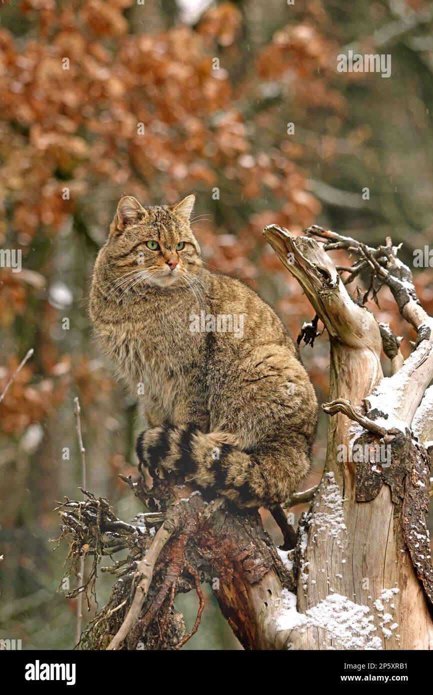 wild cat (Felis silvestris), sitting on a dead tree, Germany Stock Photo