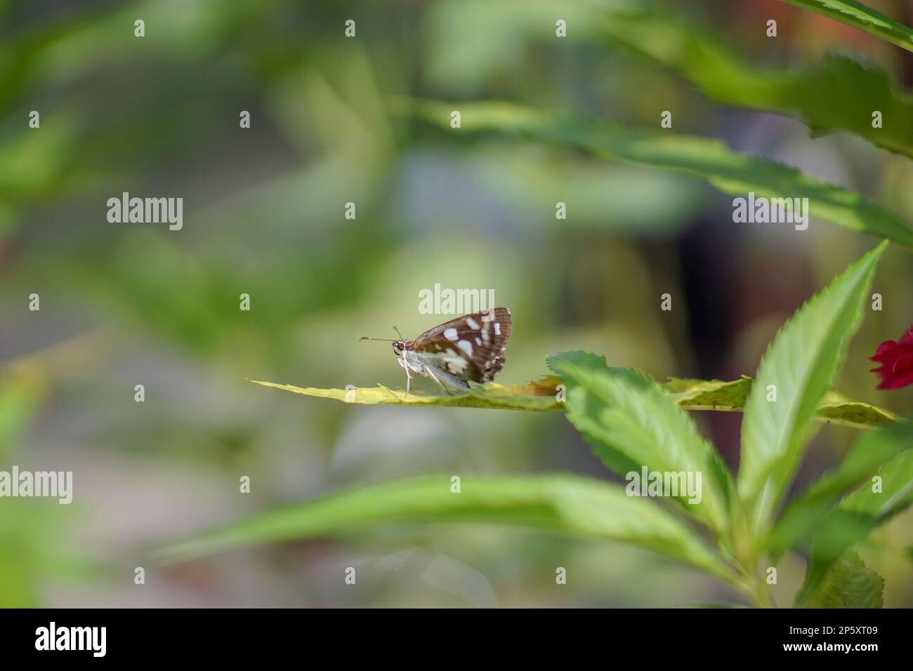 Fake butterfly white hi-res stock photography and images - Page 2 - Alamy