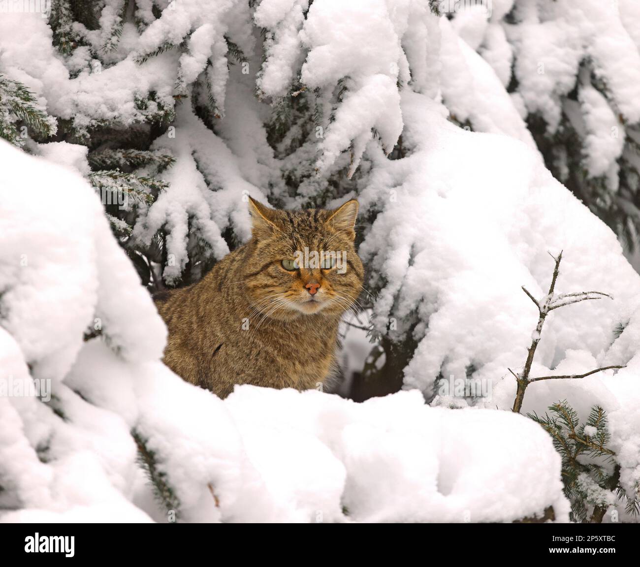 wild cat (Felis silvestris), in a snowy winter wood, Germany Stock Photo
