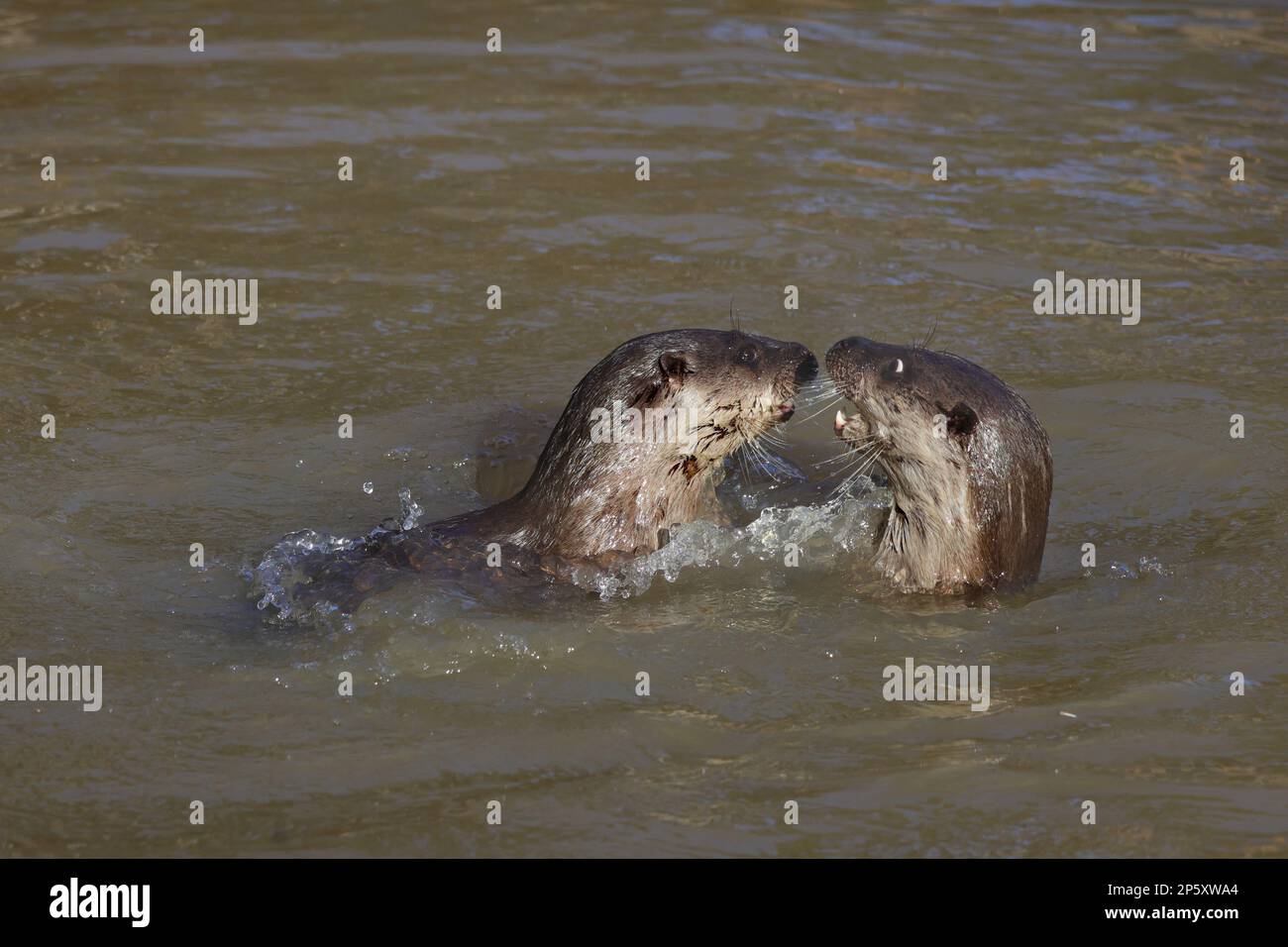 European river otter, European Otter, Eurasian Otter (Lutra lutra), two otters romping in the water, side view, Germany Stock Photo