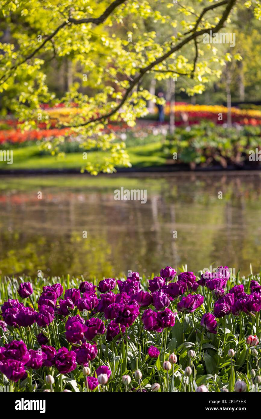 Keukenhof flower garden - largest tulip park in world, Lisse ...