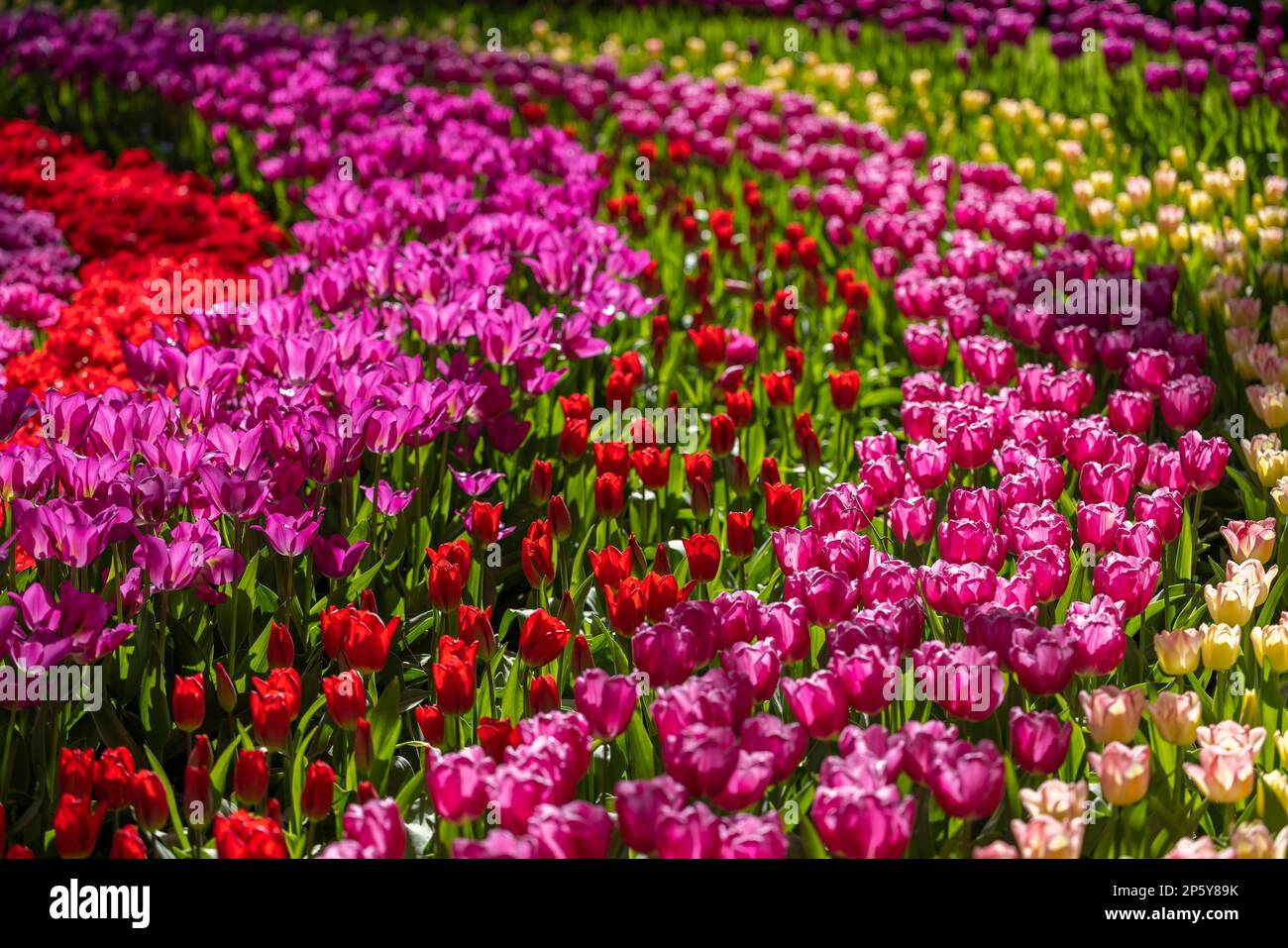 Keukenhof flower garden - largest tulip park in world, Lisse ...