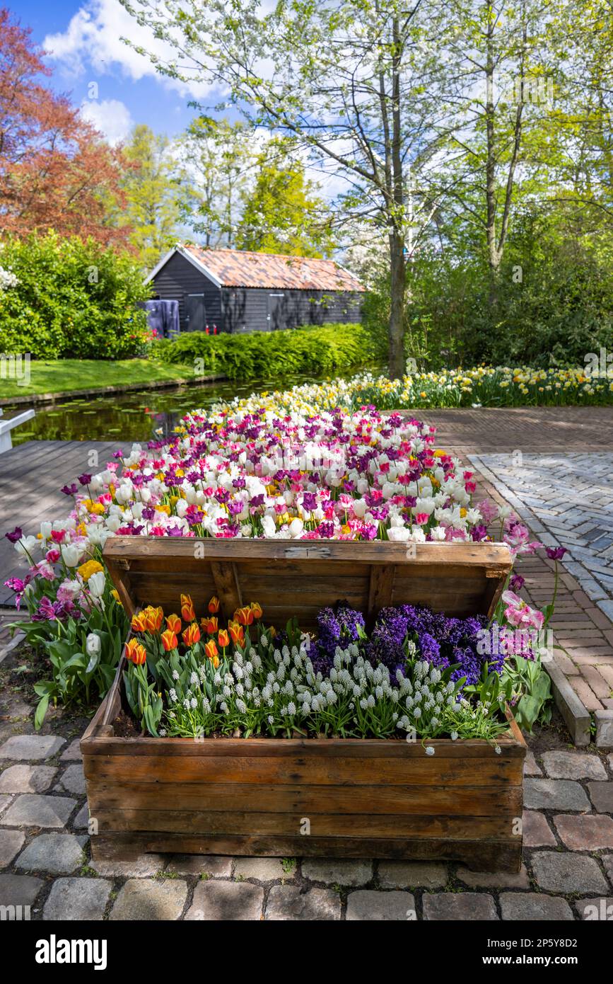 Keukenhof flower garden - largest tulip park in world, Lisse ...