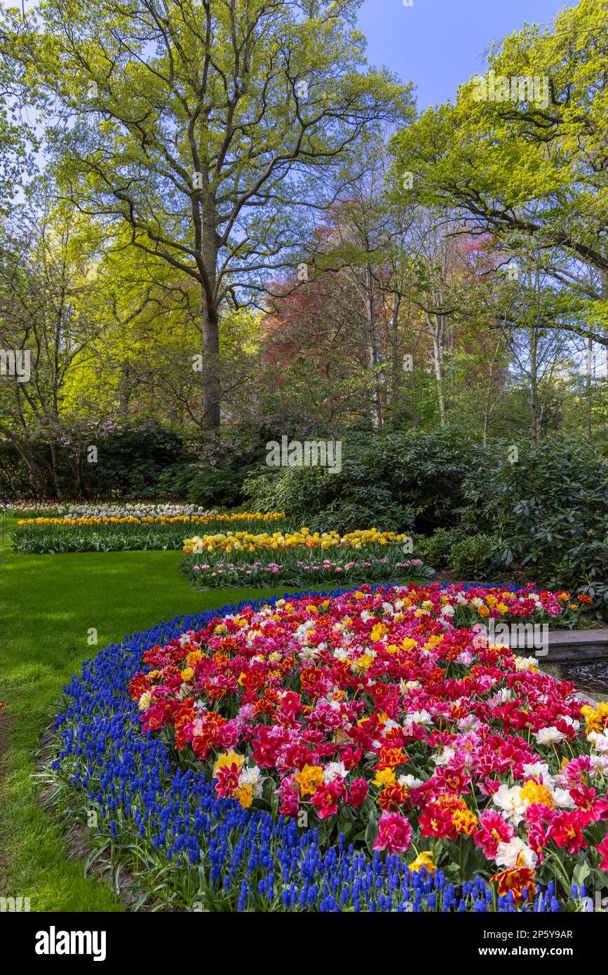 Keukenhof flower garden - largest tulip park in world, Lisse ...