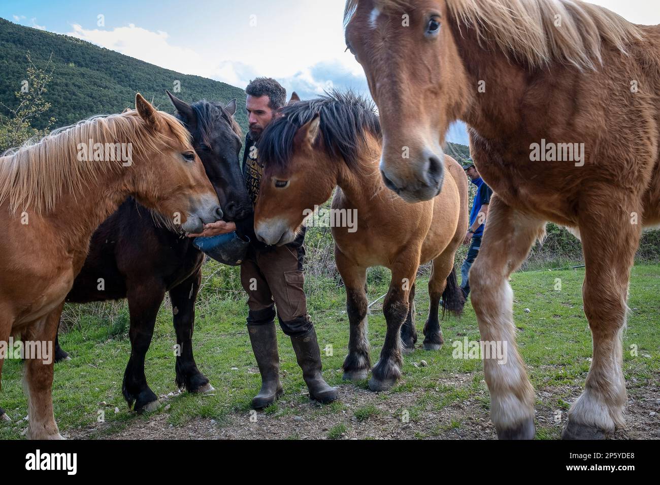 Miquel at work. Daily life, in a traditional farm on the mountains, Roni village, Alt Pirineu Natural Park, Lleida, Catalonia, Spain Stock Photo