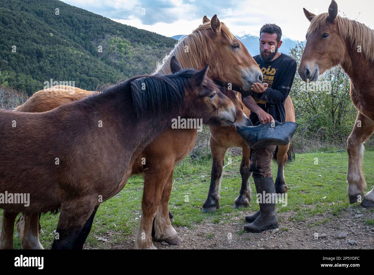 Miquel at work. Daily life, in a traditional farm on the mountains, Roni village, Alt Pirineu Natural Park, Lleida, Catalonia, Spain Stock Photo