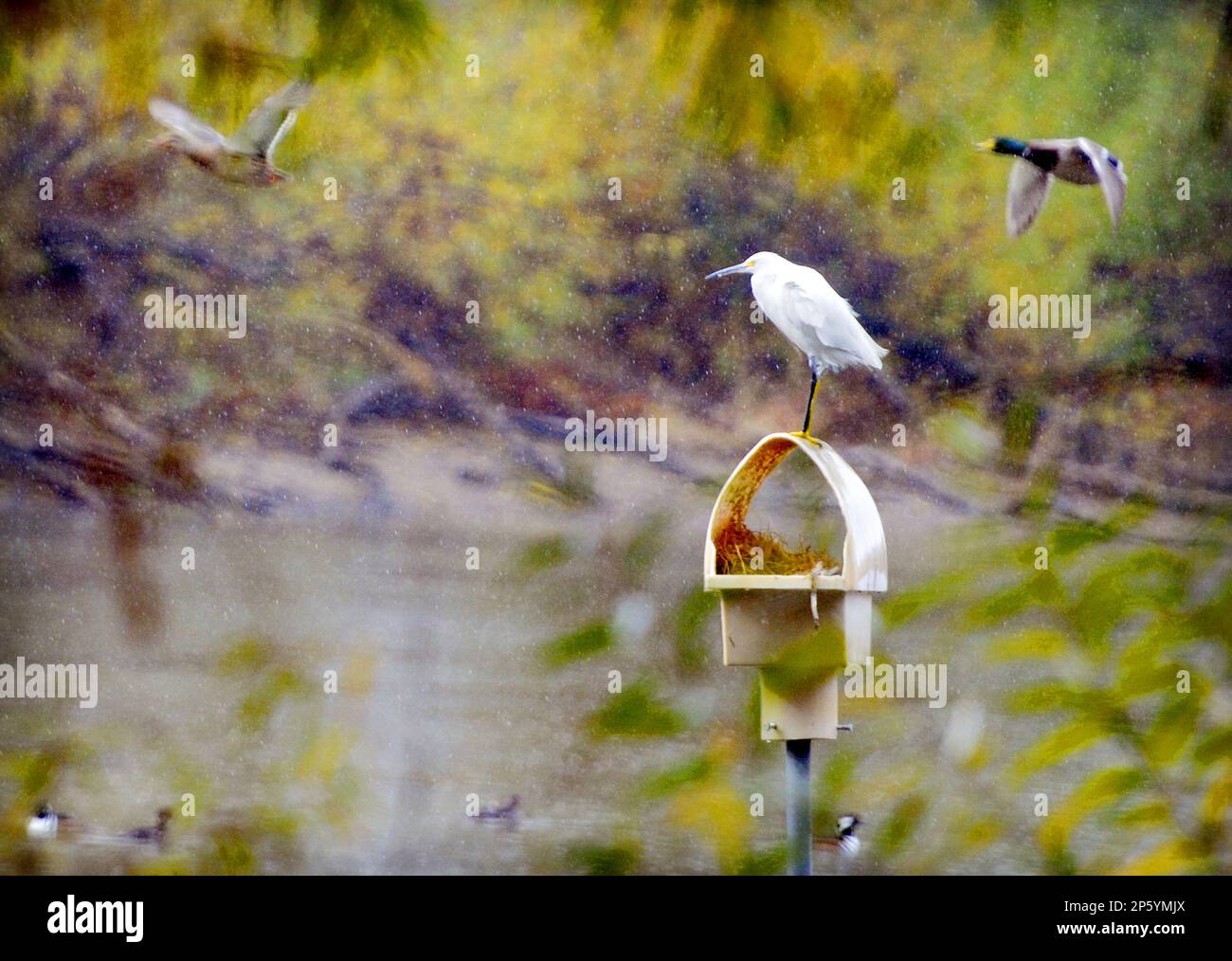 Resting on a raised nest, a snowy egret takes a break inside a private  wildlife habitat North of Vacaville, Calif., Wednesday, November 28, 2012,  as a rainstorm moves across Solano County. Forecasters