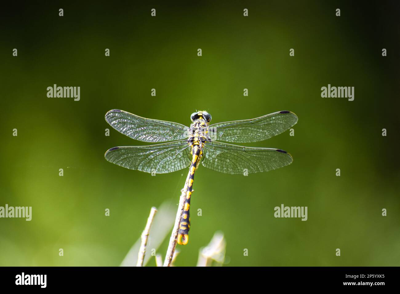 Macro shot of dragon fly. Dragon flies insect perched in a little ...