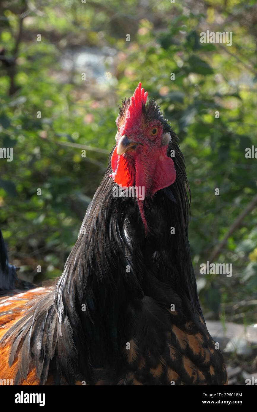 Closeup of the rooster head Stock Photo