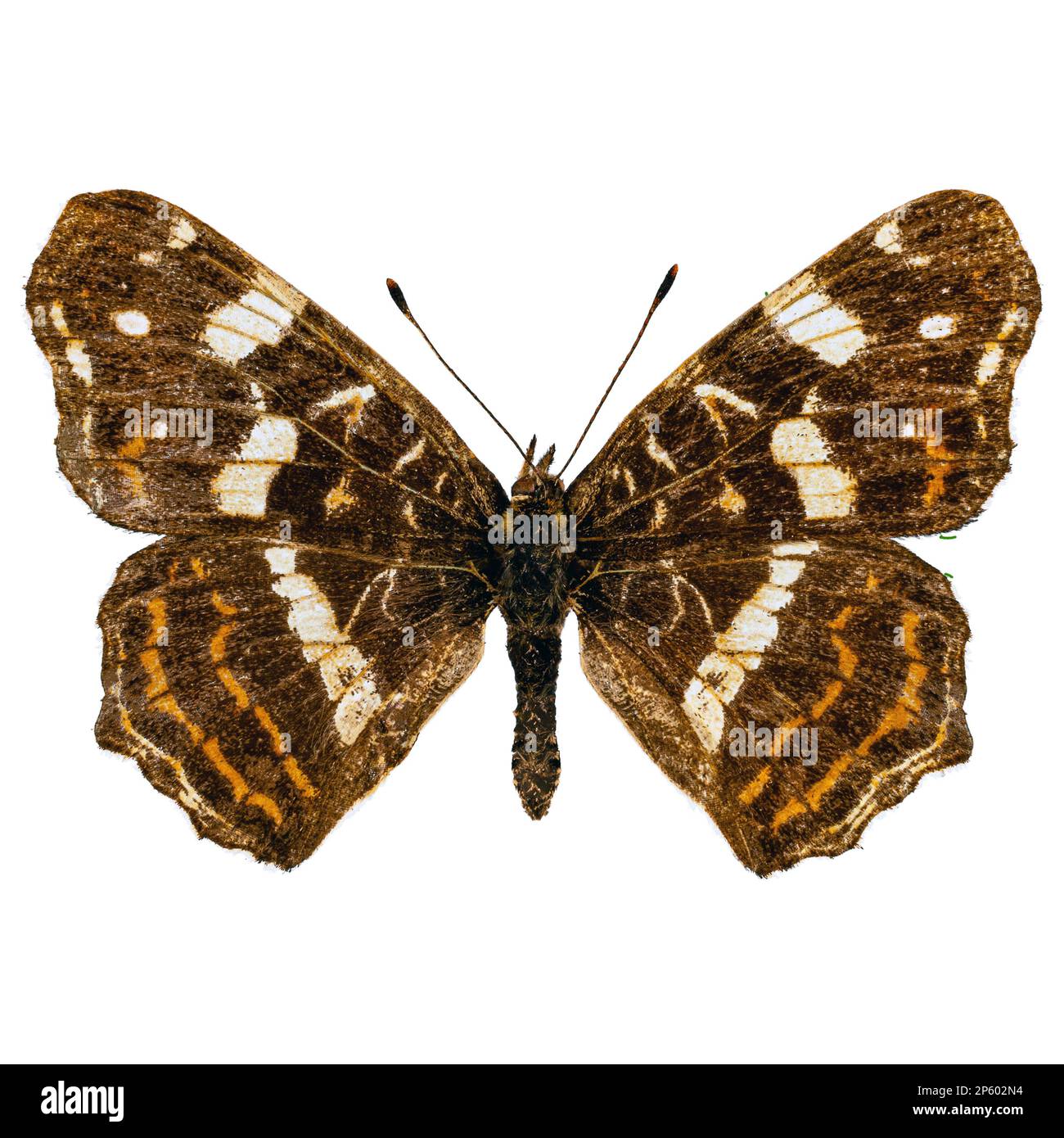 Map butterfly (Araschnia levana) on white background Stock Photo