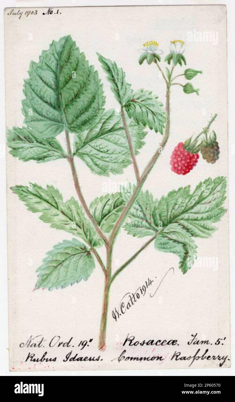 Common Raspberry, William Catto (Aberdeen, Scotland, 1843 - 1927) July 1903 Stock Photo