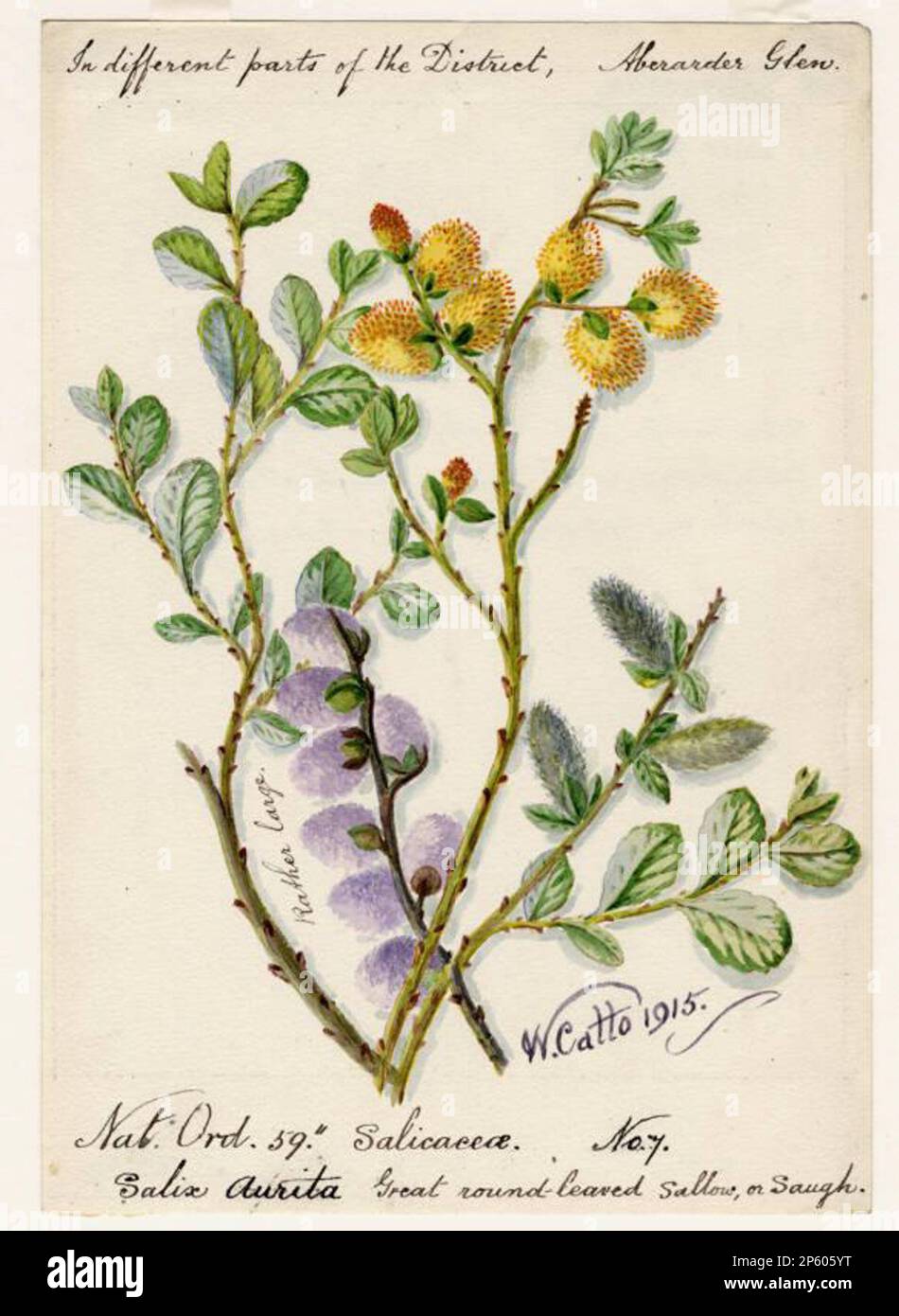 Great round-leaved Sallow, or Saugh (Salix Aurita), William Catto (Aberdeen, Scotland, 1843 - 1927) 1915 Stock Photo