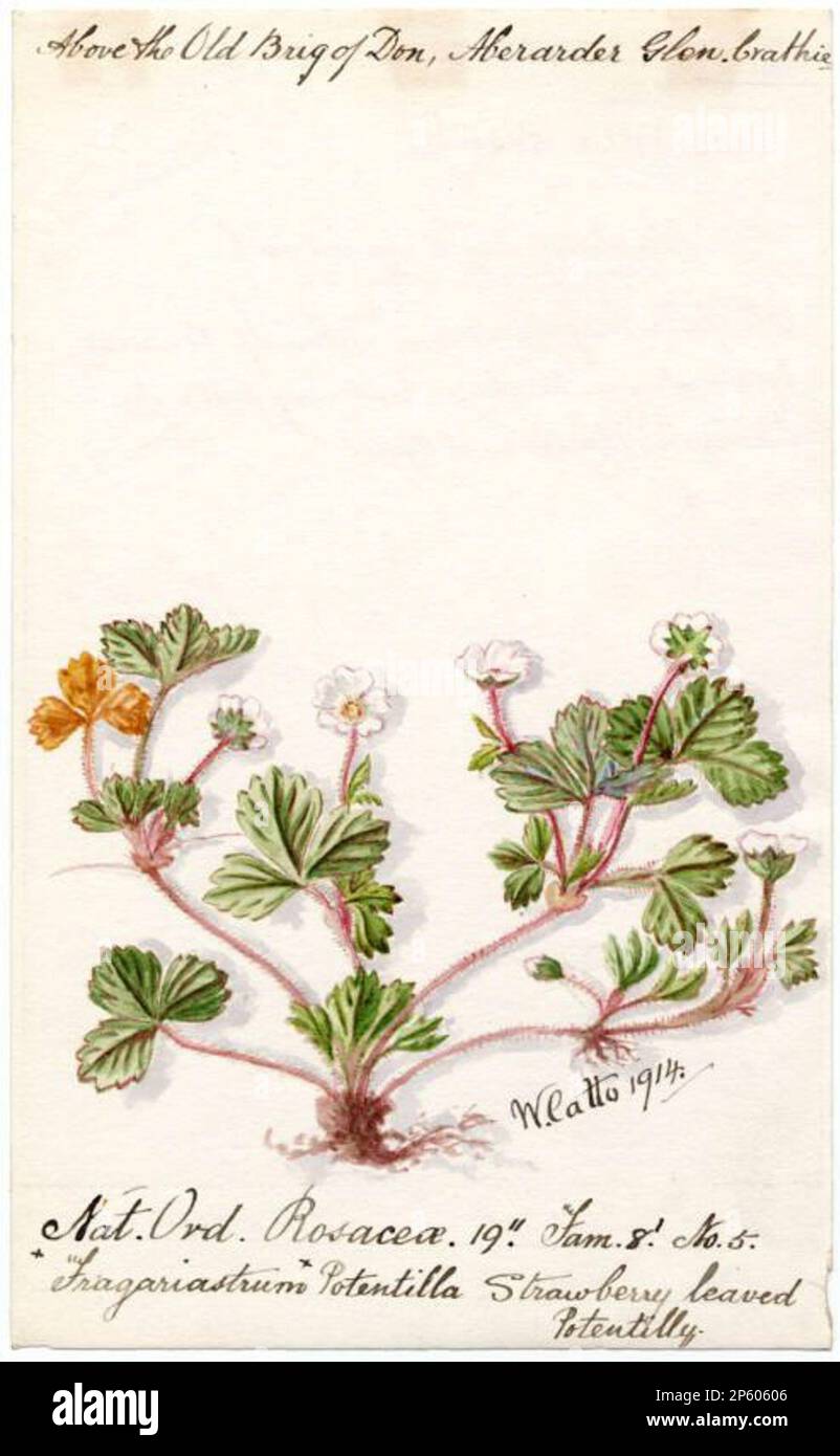 Strawberry leaved Potentilly (Fragariastrum Potentilla), William Catto (Aberdeen, Scotland, 1843 - 1927) 1914 Stock Photo