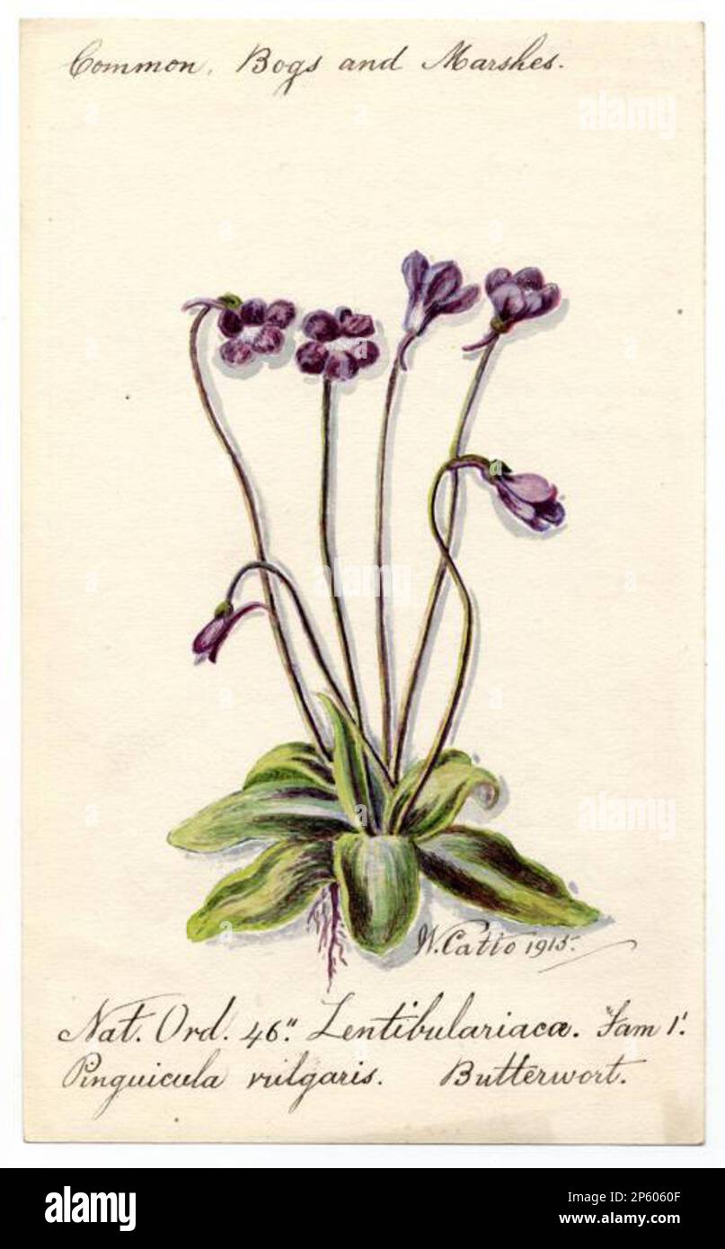 Butterwort (Pinguicula vulgaris), William Catto (Aberdeen, Scotland, 1843 - 1927) 1915 Stock Photo