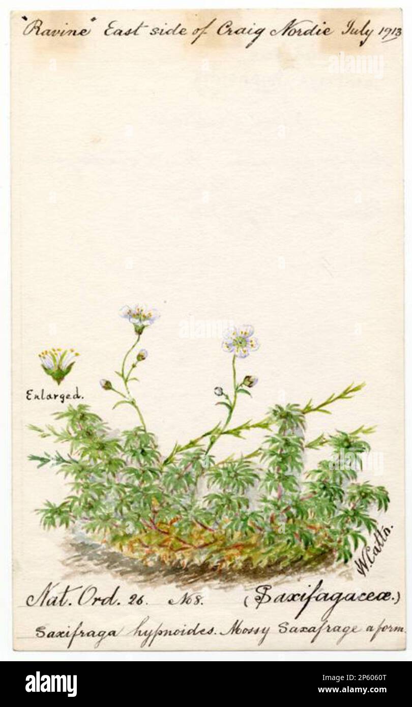 Mossy Saxafrage (Saxifraga hypnoides), William Catto (Aberdeen, Scotland, 1843 - 1927) July 1913 Stock Photo